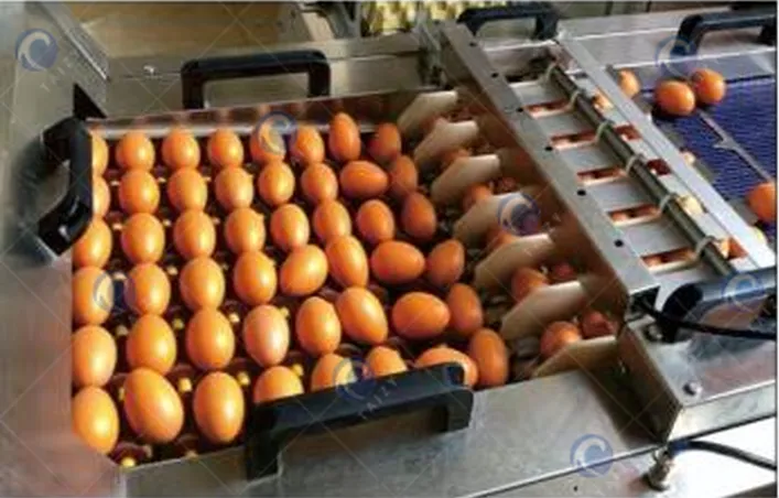 Egg Packing Machine 5 Automatic egg collecting machine
